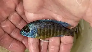 Breeder Selection - Aulonocara stuartgranti 'Flavescent' - Tropical Fish Hatchery