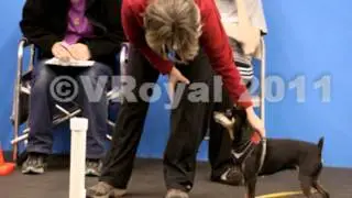 Teacup Agility Trial.  Photo by Visions by Val