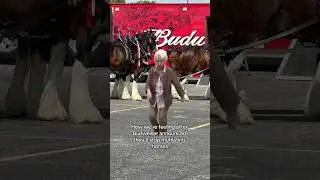 Victory Dancing for Horses #shortsfeed