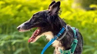 Lazuli // 1 Year Silken Windhound