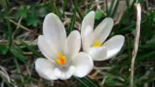 Speranza