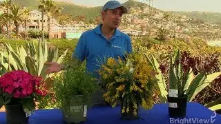 What should I consider when selecting plants? | Ask BrightView