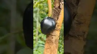Amazing black coconut cutting.😵🌴🥥🔪 | cutting skills.#satisfying #shorts