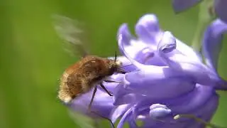 Humbleflies visit flowers. Wollschweber besuchen Bl&uuml;ten. Eifel, Germany