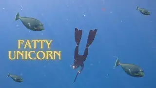 The Ultimate Unicorn Spearfishing Quest