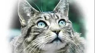 Skyclan