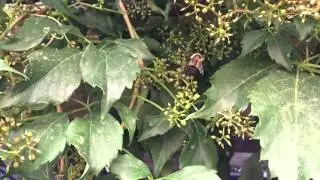 slowbee