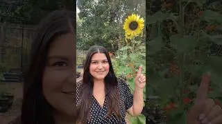 Как собирать семена подсолнечника #садовыйубор #семенаподсолнуха #выращиваниепродуктов