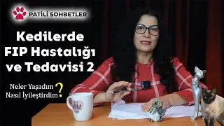 Kedilerde FIP Hastalığı Sebepleri, Belirtileri ve Tedavi Yöntemleri