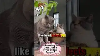 Inbreeding in Cats: Just a Myth or Real Danger?
