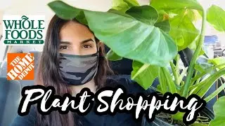 PLANT SHOPPING || Looking for Rare Plants at Big Box & Grocery Stores || Philodendron Giganteum 💚