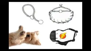 Transparency in Dog Training