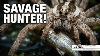 African Fishing Spider | WILD NATURE