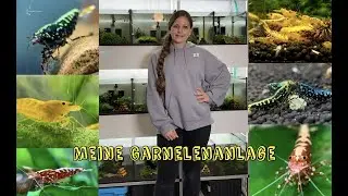 Meine Garnelenanlage - von der Technik bis zum Besatz