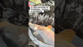 save a carp's life in seconds&hellip;. #karpervissen #fishing #fishingvideo #carpfishing #carpcare