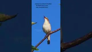 Real Birdsong from Wetlands | Pure Chirping for Relaxation, Focus & Calm Ambience
