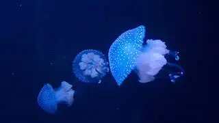 Oceanarium w Lizbonie