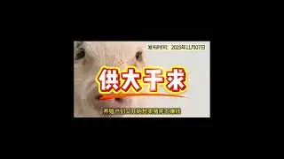 为何猪价总是大涨大跌？ #期货#期货策略#生猪 #生猪价格 #猪肉