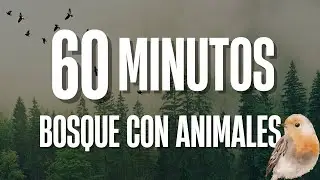 60 minutos de sonidos del bosque: aves y naturaleza para relajar la mente