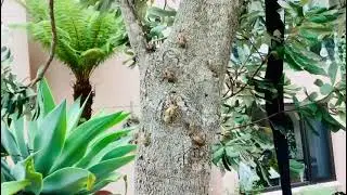 Cicadas