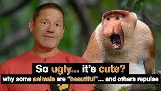 Pretty Privilege vs Ugly Bias in Animal Conservation