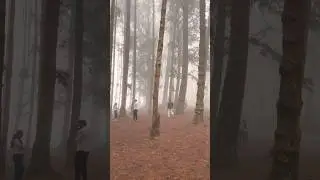 Raaz Film Ki Shooting || Location Pine Forest Ooty || Horror Movie #shorts #tamilnadu