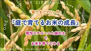 【庭で育てるお米の成長】発泡スチロールと庭の土で稲を育ててみる