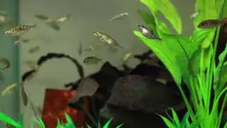 Stickleback aquarium close-up