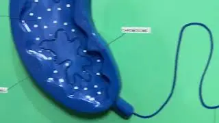 Vibrio Cholera #anatomy #medicalcollege #zsw #manufacturer #exporter #scientific #education #biology