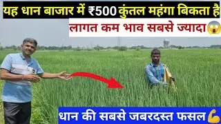 बाजार में ₹500 कुंतल महंगा बिकता है यह धान//सबसे कम रहती है धान में मेरी लागत//फ्री में धान की कटाई 