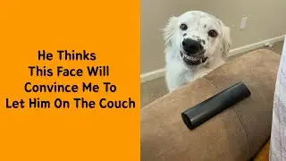 50 Dogs Caught Acting Completely Unexplainable