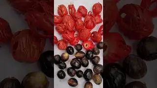 nutmeg harvesting (jathikka vilavedup)#spices#farming#shorts
