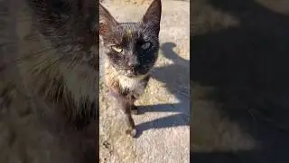 #adoptstrays #turkishcat #cute #straycats