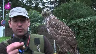 Fédération des Chasseurs de Loire-Atlantique : la chasse au vol