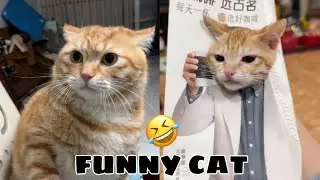 Funny & Cute Cat Moments 😹🐱 | Hilarious & Adorable Cats