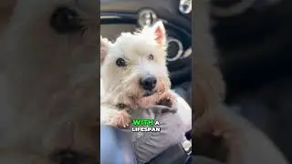Westie Wonders: Unveiling the Playful Spirit of West Highland White Terriers! 🐾 | Short #doglovers