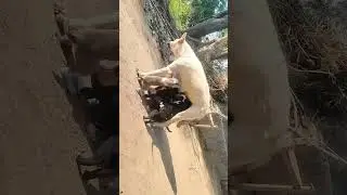 Dog searching for and feeding her puppies#vil