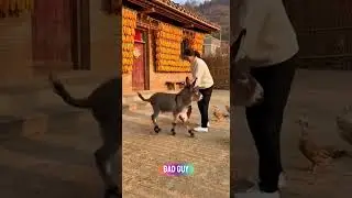Translate #Little animals can be so #little donkeys #funny animals #Animals have love Translate