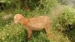 Highlight 13:30 - 18:25 from आज नाला किनारे चराने निकला हूँ 🐑