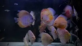 Discus Tank #discuslovers #discusworld #thatsmikoystory #discusfish #discustank #discus