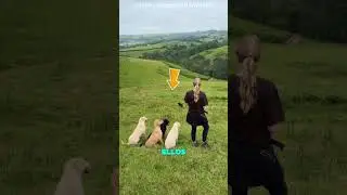 La chica lanzó la bolsa junto al perro @CarlaBenencio