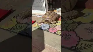 Finding a good spot to soak up the sun 🌞 #tortoise #shorts #sulcata #sulcatatortoise #sunbathing