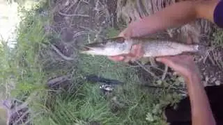 Bass and pike fishing Ellicott creek