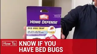 How To Know If You Have Bed Bugs - Ace Hardware