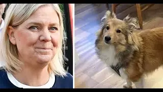 Fr&aring;n Politik Till Hundhj&auml;lte Magdalena Andersson R&auml;ddade Bortsprungen Hund