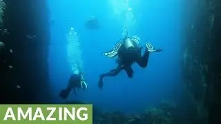 The magical underwater world of the Galapagos Islands