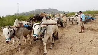 bullock cart mud stuck in heavy loaded mud stuck pulling-jabardast bulls show-oxen pulling-ox video🐂