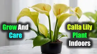 How To Grow And Care For A Calla Lily Plant Indoor!