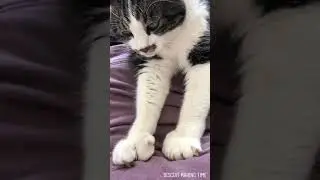 Cute polydactyl cat with 24 toes making biscuits