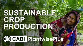 Sustainable crop production with PlantwisePlus